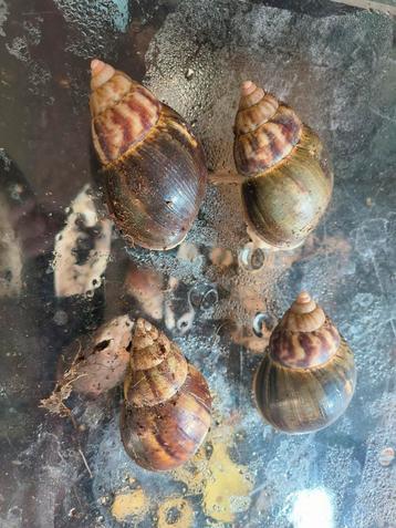 Lissachatina fulica  beschikbaar voor biedingen