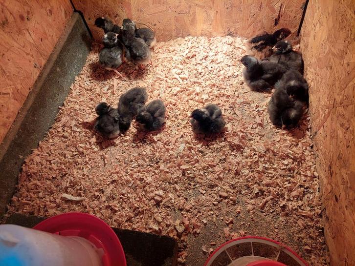 Amrock en barnevelder kuikens, Dieren en Toebehoren, Pluimvee, Kip, Geslacht onbekend