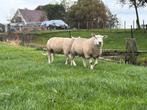 Beste overjarige dekrammen, Dieren en Toebehoren, Schapen, Geiten en Varkens, Mannelijk, Schaap