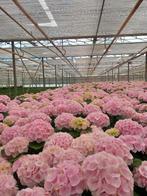 Hortensia planten, Tuin en Terras, Planten | Tuinplanten, Vaste plant, Halfschaduw, Zomer, Ophalen
