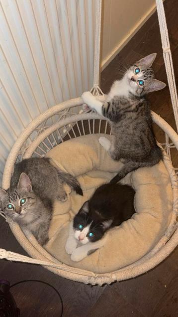 Maincoon x Europese korthaar kittens te koop! beschikbaar voor biedingen