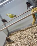 Barmsijsen, Dieren en Toebehoren, Vogels | Overige Vogels, Meerdere dieren, Tropenvogel