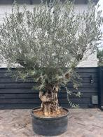 Olea europaea olijfboom lage stam, 100 tot 250 cm, Olijfboom, Zomer, Ophalen