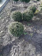 Taxus Baccata Bollen - 30/35cm, Ophalen of Verzenden, Taxus, Struik, Minder dan 100 cm