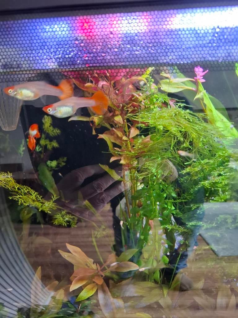 Te koop jongen kooiguppen rood klein € 0,75 groter € 1.00, Vis