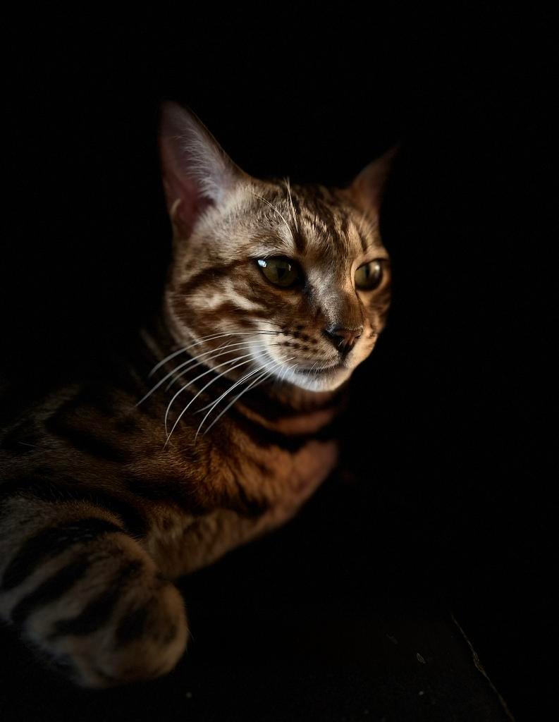 Bengaalse Kater | Open Stamboom | 0% Inteelt | Ongcastreerd!, Dieren en Toebehoren, Katten en Kittens | Raskatten | Korthaar, 0 tot 2 jaar