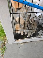 Babykonijntjes mannetjes en vrouwtjes, Meerdere dieren, Groot