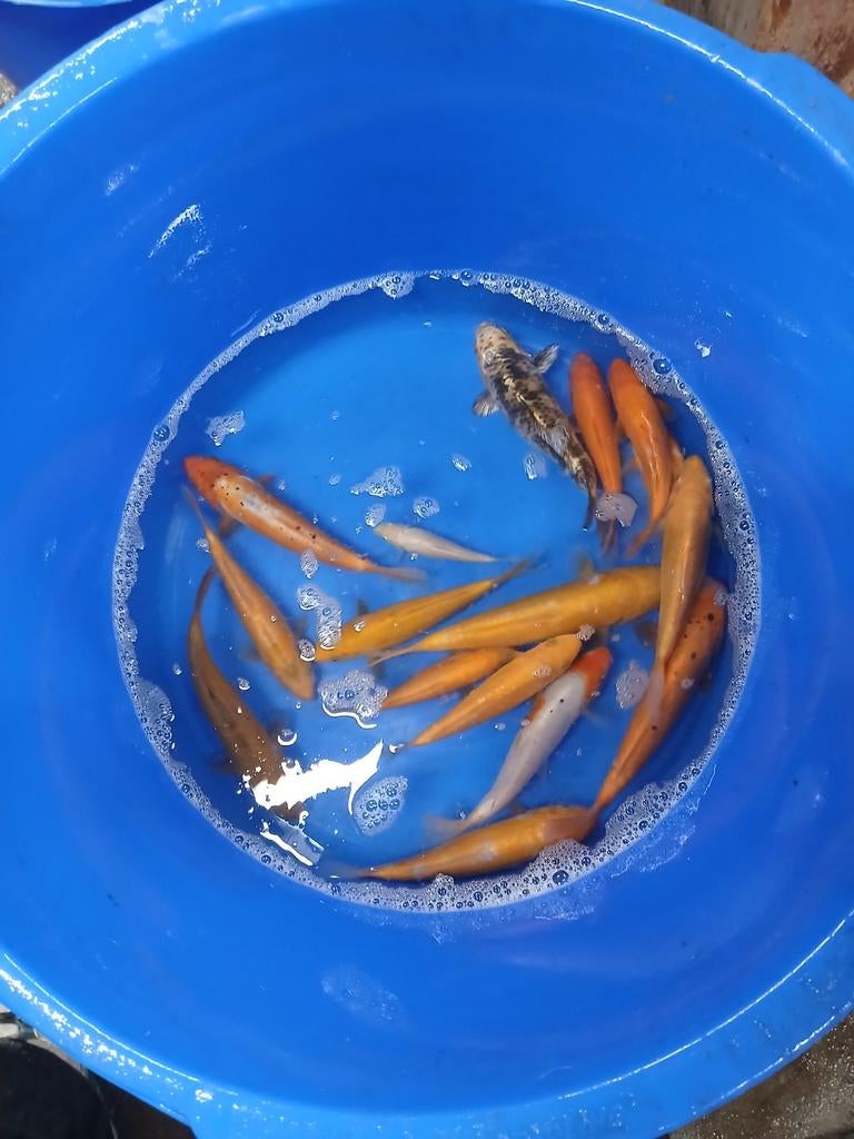 Doitsu euro koi  12/15 cm, Karper of Koi