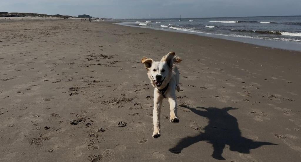 Betrouwbare vakantie oppas voor uw huis en dier(en), op maat, Ophalen of Verzenden, Nieuw