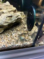 garnalen 10 stuks voor 5€, Kreeft, Krab of Garnaal