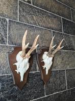 2 Prachtige Ree geweien samen € 17,50 jacht hut mancave f66, Ophalen of Verzenden, Zo goed als nieuw, Hert, Gewei of Kop