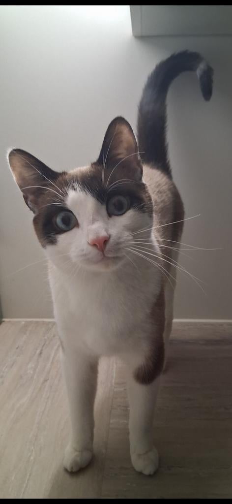 Snowshoe siamees kater 2 jaar, Kater, Gechipt, 0 tot 2 jaar