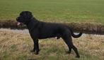 Cane corso ter dekking Getest HDA/ED0/DSRA VRIJ, Dieren en Toebehoren, Reu, Parvo, Eén hond, 3 tot 5 jaar