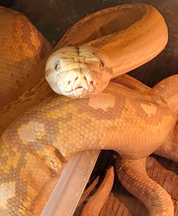 Nog enkele dwerg retic s te koop nk 25 Reticulated Python - female for sale from Twan