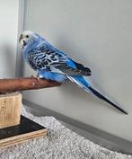 Dracula zoekt een huisje! (Grasparkiet), Vrouwelijk, Parkiet