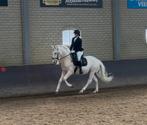 L1 dressuurruin (Cremello Cruzado) werkwillig, met potentie, Dieren en Toebehoren, Gechipt, Minder dan 160 cm, Ruin, Dressuurpaard
