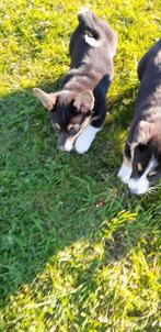 Welsh corgi cardigan pups, Parvo, Overige rassen, 8 tot 15 weken, Meerdere