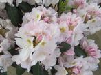Rhododendron meerder kleuren, Ophalen, Overige soorten, Halfschaduw