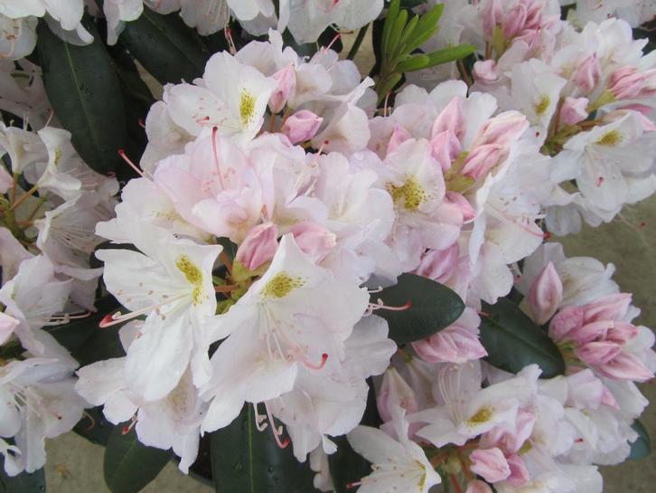 Rhododendron meerder kleuren, Tuin en Terras, Planten | Tuinplanten, Overige soorten, Halfschaduw, Ophalen