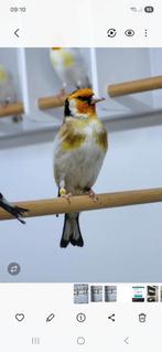 Major putter man  wildkleur, Dieren en Toebehoren, Mannelijk, Wildzangvogel