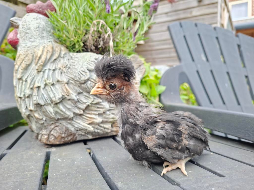 Padua gesexst hennetjes,  kufhoen kuikens, Vrouwelijk, Kip