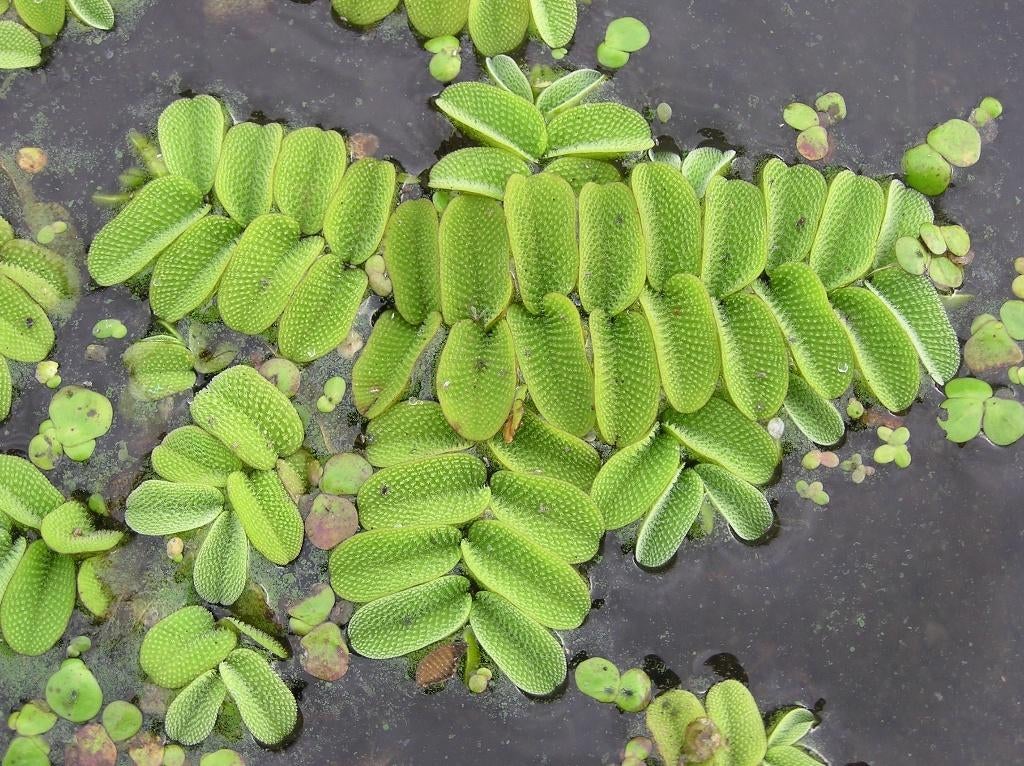 Kleine vlotvaren, Ophalen, Nieuw, Plant(en), Steen of Hout