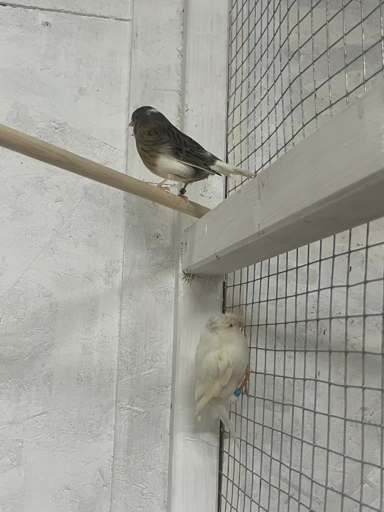 2 stelletjes kloster kanaries, Meerdere dieren