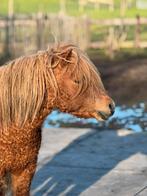 Curly mini hengst ter dekking, Dieren en Toebehoren, Hengst