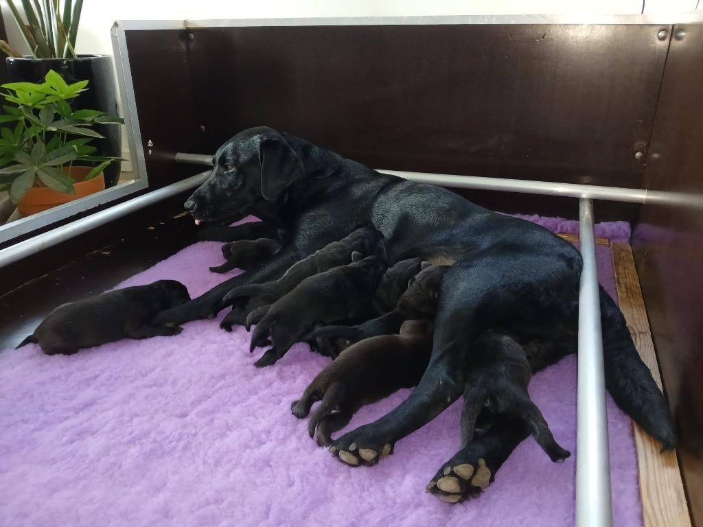Zwarte Field Trial Labrador pups met goede stamboom, Parvo, 8 tot 15 weken, Labrador retriever, Meerdere