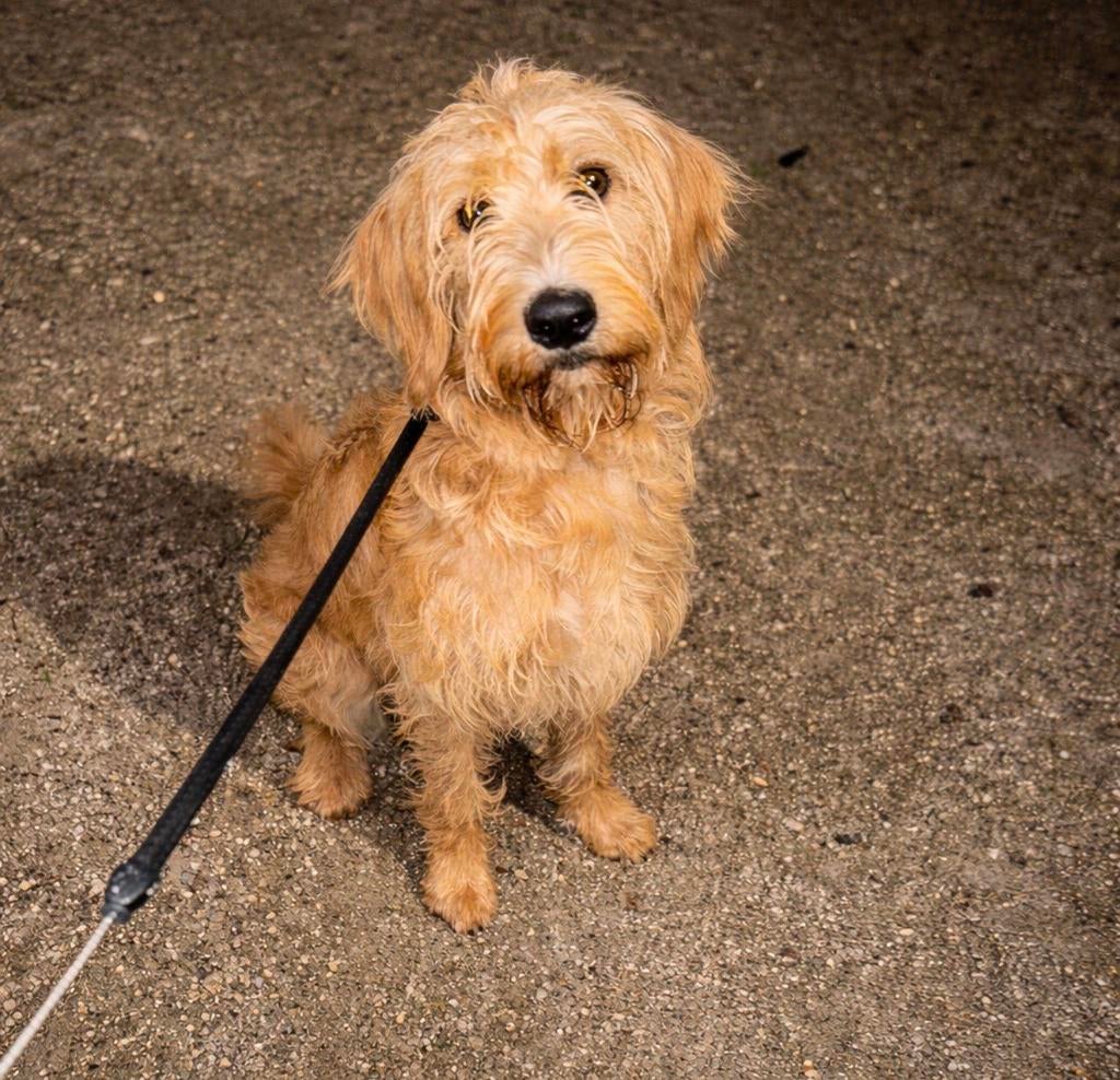 Prachtige Labradoodle teefje te koop, Dieren en Toebehoren, België, Particulier, 15 weken tot 1 jaar, Overige rassen
