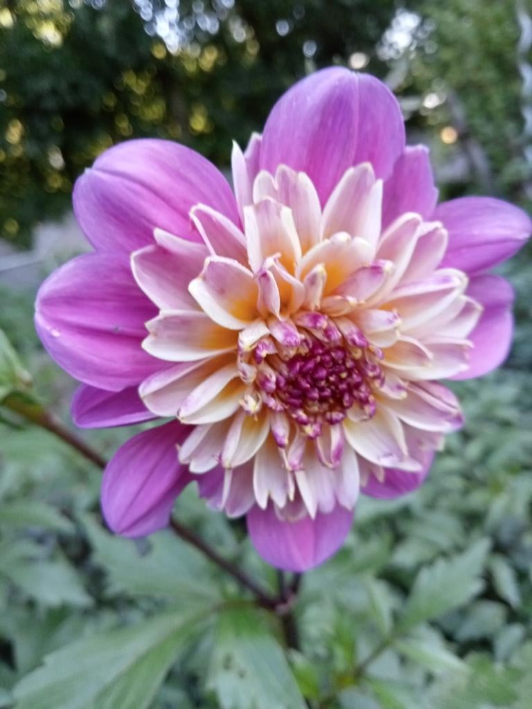 Dahlia knollen van de take off dahlia, Tuin en Terras, Bloembollen en Zaden, Ophalen, Volle zon, Knol