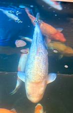 Ginrin karashigoi japanse koi, Dieren en Toebehoren, Karper of Koi