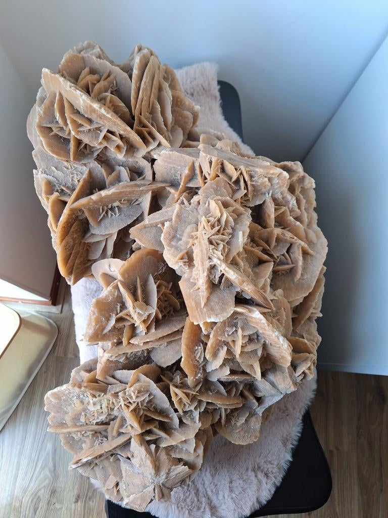 Extreem grote Woestijnroos, Ophalen