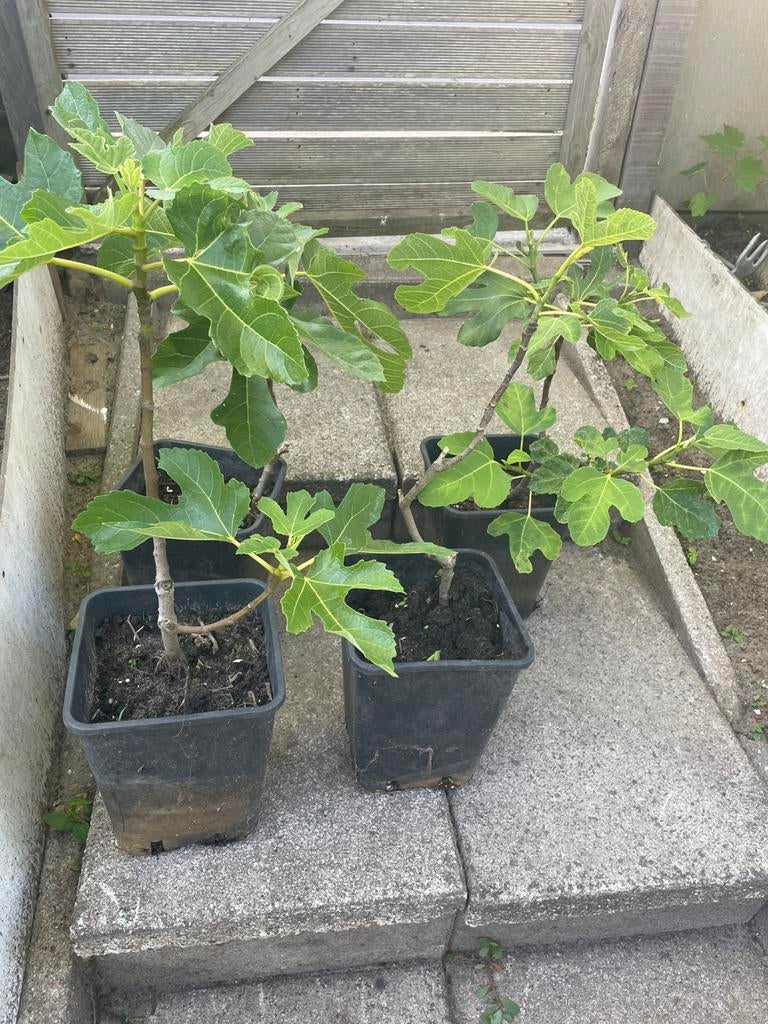 Mooie vijgenbomen, Tuin en Terras, Planten | Bomen, Ophalen of Verzenden, Volle zon, Overige soorten