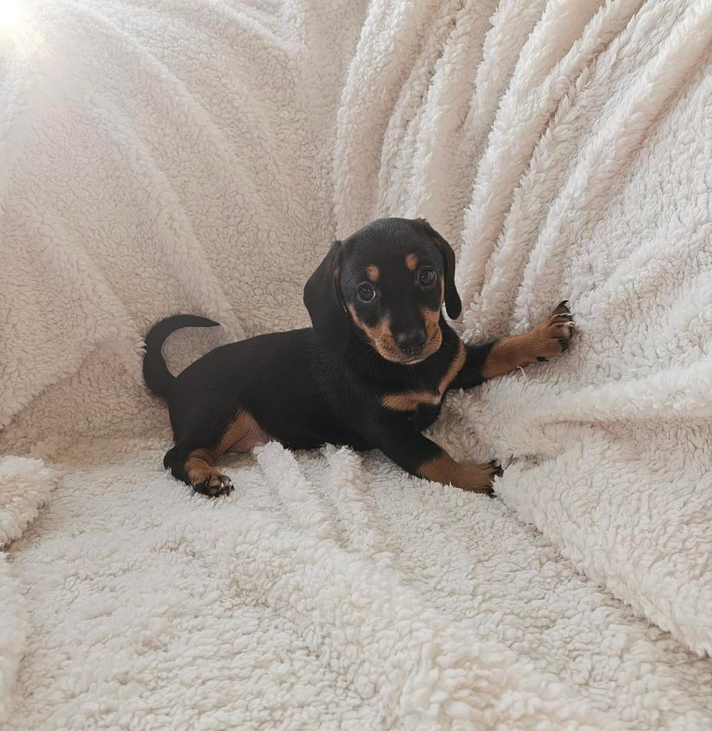 Teckel pup teefje, Dieren en Toebehoren, Honden | Teckels en Dashonden, Standaard, 8 tot 15 weken, Korthaar, Teef