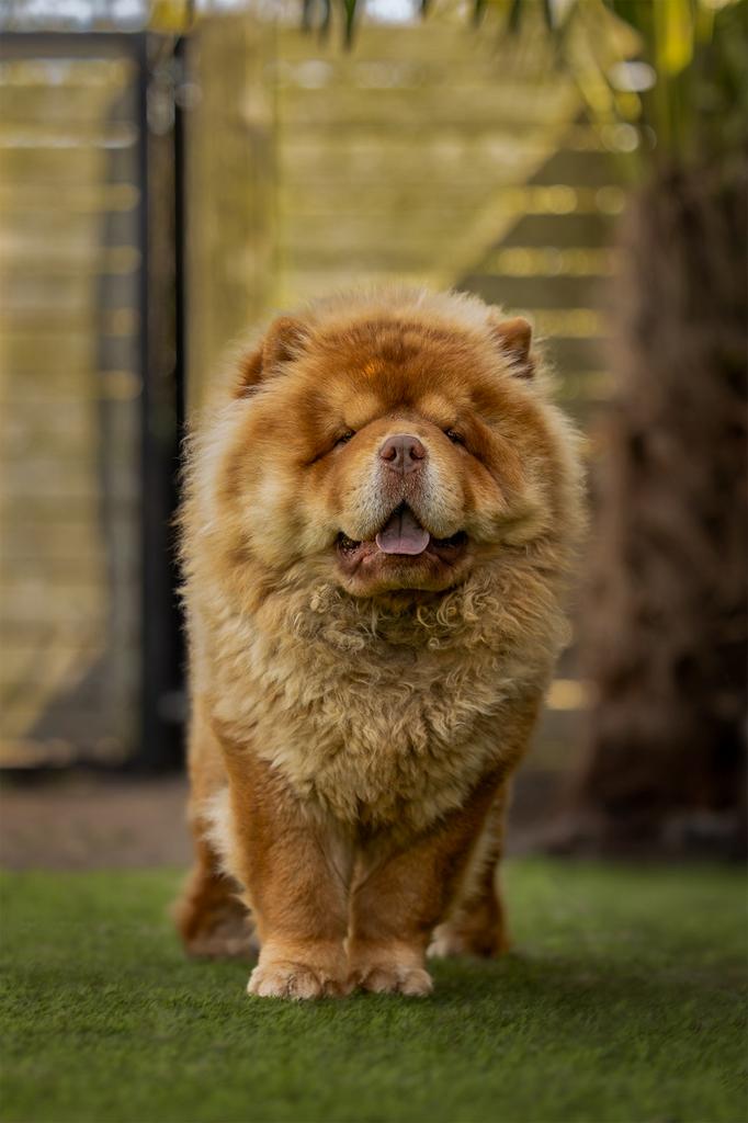 Chocolate Fawn chow chow DEKREU, Fokker | Hobbymatig, Reu, 1 tot 2 jaar, Buitenland