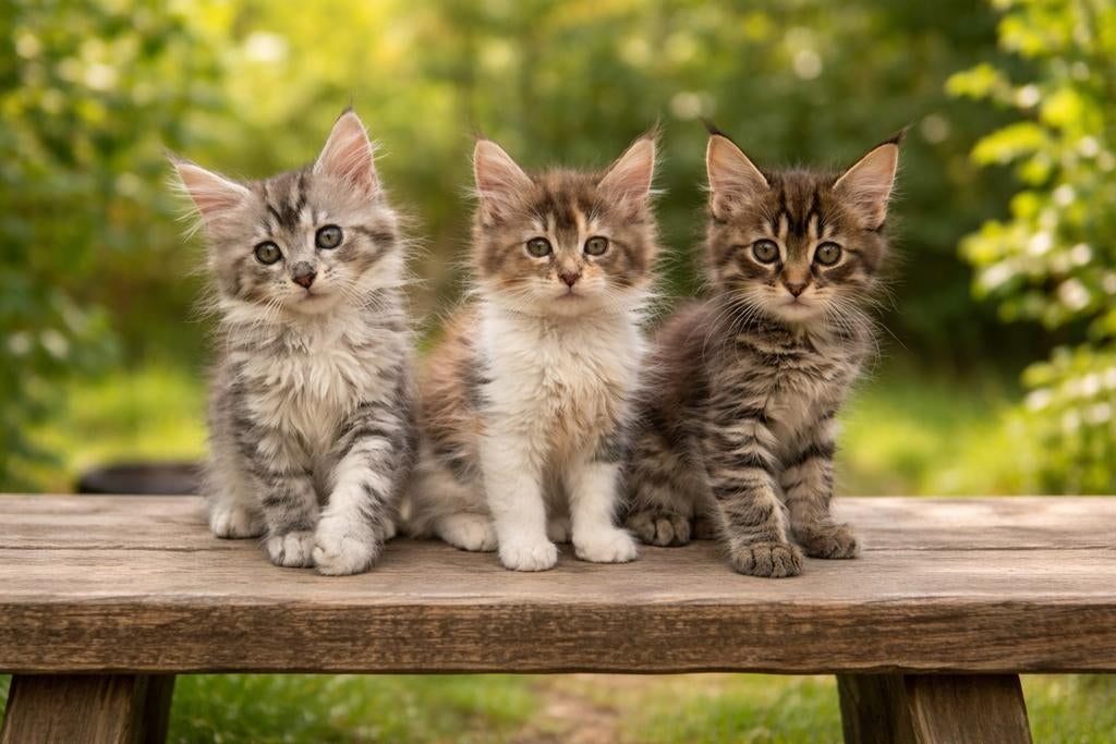 Maine coon kittens zonder stamboom, Dieren en Toebehoren, Katten en Kittens | Raskatten | Langhaar, Meerdere dieren, Gechipt