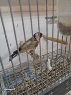 Te koop prachtig koppel bloemputters man en per koppel 2025, Meerdere dieren, Bastaard