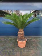 XXL Cycas Revoluta - Sago Palm / Vredespalm, 100 tot 250 cm, Zomer, Palmboom, Ophalen