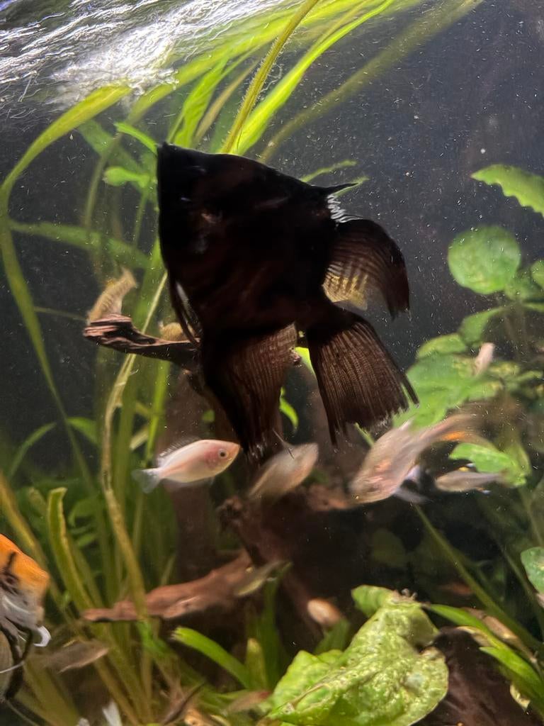 Maanvis, Dieren en Toebehoren, Vis