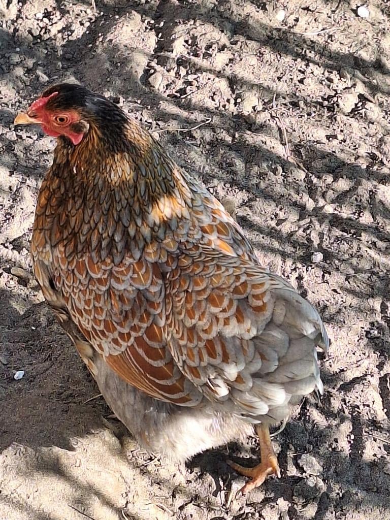 Wijandotte krielen, Dieren en Toebehoren, Pluimvee, Meerdere dieren, Kip
