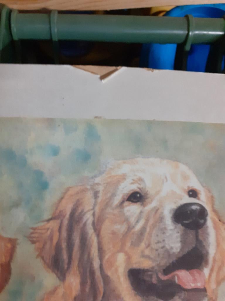 Litho,posters Golden retrievers, Ophalen of Verzenden, Hond of Kat