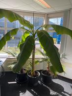 Musa Basjoo - Winterharde bananenplant - lengte 2,20 meter, Tuin en Terras, Planten | Tuinplanten, Volle zon, Vaste plant, Bloeit niet