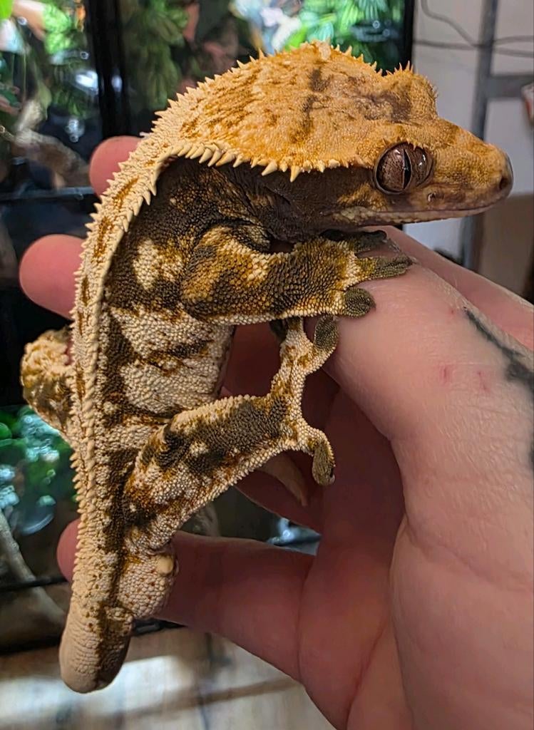 Wimpergekko- crested gecko #Correlophus ciliatus Crested Gecko - unknown for sale from MiSa