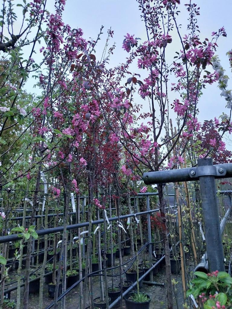Malus Mokum Sierappel - Prachtige Bloesemboom, Tuin en Terras, Planten | Bomen, Overige soorten, Lente, 250 tot 400 cm, Ophalen