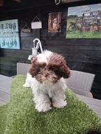 Te koop mooie speelse boomer pups, Parvo, Overige rassen, 8 tot 15 weken, Meerdere