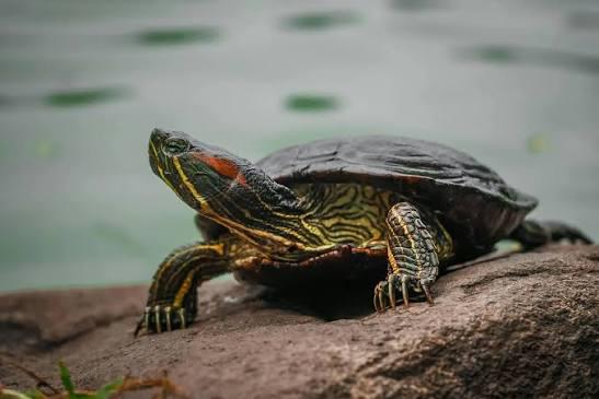 Schilpadden gezocht, Dieren en Toebehoren, Reptielen en Amfibieën, Slang, 0 tot 2 jaar