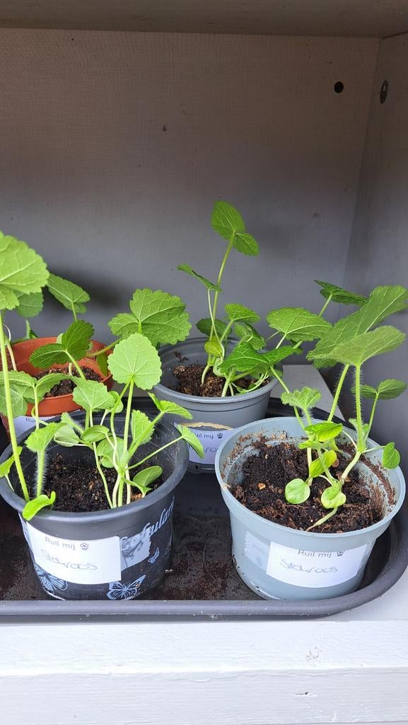 Stokroos / stokrozen - nog 1 potje, Tuin en Terras, Ophalen, Overige soorten, Volle zon