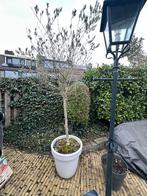 Olijfboom (zonder pot), Bloeit niet, 100 tot 250 cm, Olijfboom, Ophalen