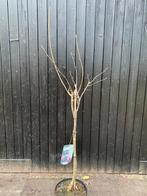 Magnolia susan op stam 60 cm, Ophalen, Overige soorten, Volle zon